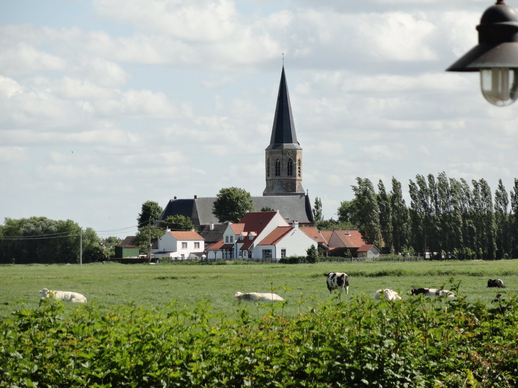 Wei met koeien en op de achtergrond de kerk van Klemskerke
