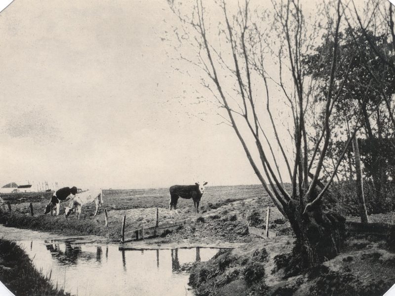 Oude foto van Klemskerke met koeien aan het water